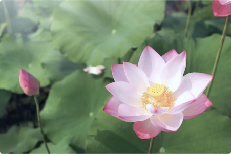 Hoạt động Nghiên cứu